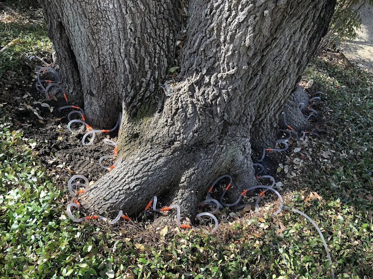 Detailed Tree Cabling and Bracing job site in Monroe Center