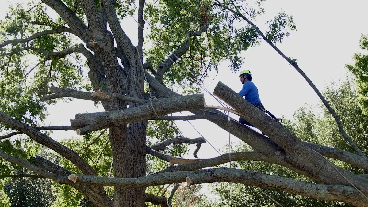 Professional Crown Thinning performed by certified arborists in Monroe Center