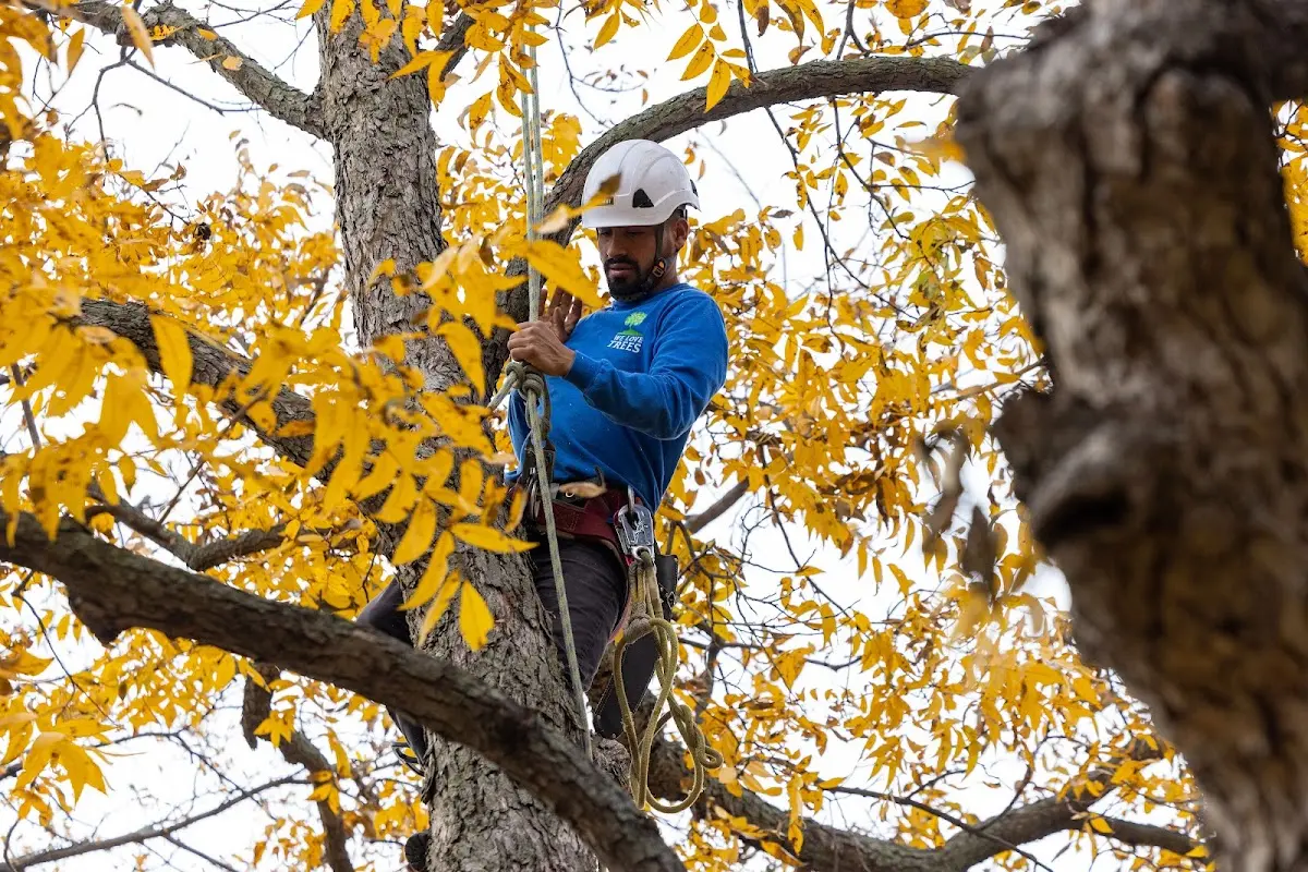 Skilled Tree Planing crew working in Monroe Center